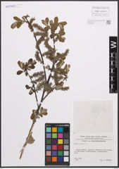 Foto von Salix cinerea L.